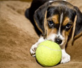 Pets Unleashed Lytham
